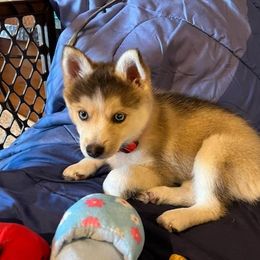 Pomsky Puppies from SD Pomskies