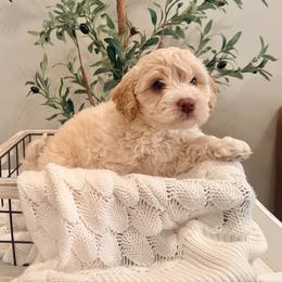 Clarence - Parti male Labradoodle puppy in Bruceton Mills, West Virginia from Adonai Ra'ah Farms