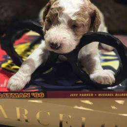 Raj - Parti male Poodle puppy in Statesboro, Georgia from Briar Creek Kennels