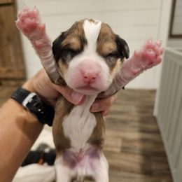 Green - Brown Phantom Merle Tuxedo - Brown male Bernedoodle puppy in Shelby, North Carolina from Forever Grateful Doodles