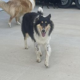 Fig - Collie
