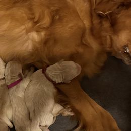 Mr. Garnet - Golden male Golden Retriever puppy in Havana, Florida from Golden Gems