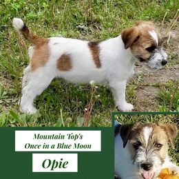 Russell Terrier, Jack Russell Terrier, and Beagle Puppies from Mountain Top