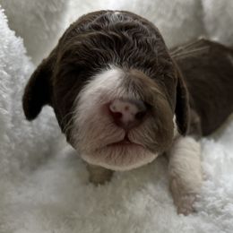 Double Doodle and Goldendoodle Puppies from Red White and Doodle