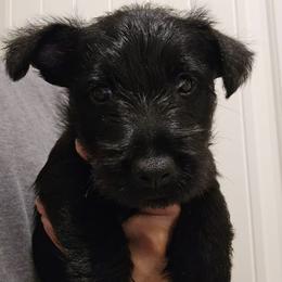 Yellow - Male6 - Black male Scottish Terrier puppy in Conroe, Texas from Scotch McLaren Terriers