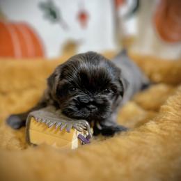 Shih Tzu Puppies from Lavender Lane Tzus
