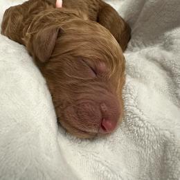 Artemis-peach collar - Red  female Goldendoodle puppy in Chino Valley, Arizona from Whiskey Row Royals