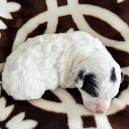 Spot - Brown female Poodle puppy in Mineral Wells, Texas from S.H.A.R.P.’s Toy Poodles