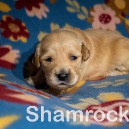 Golden Retriever Puppies from Happy Tails