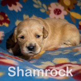 Golden Retriever Puppies from Happy Tails