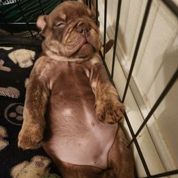 Bulldog Puppies from Rougaroux Bulldoge