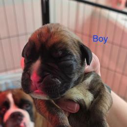 Diesel - Fawn male Boxer puppy in Evans, Georgia from Kimberly's Boxers