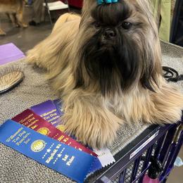 Ryku - Shih Tzu