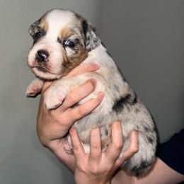 Phoenix - Blue merle male Australian Shepherd puppy in Weeki Wachee, Florida from Ace of Spades Australian Shepherds
