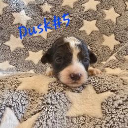 Dusk 5 - Red tri-color male Aussiedoodle puppy in Redding, California from House Merrills Minis and Doodles