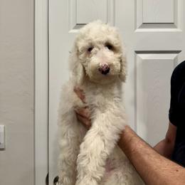 Red - Cream male Goldendoodle puppy in Cape Coral, Florida from Magnolia Doodles co.