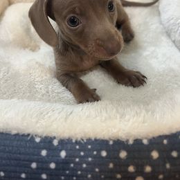 Dachshund Puppies from Cadie Bounds