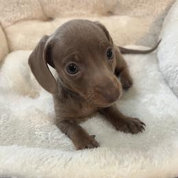 Dachshund Puppies from Cadie Bounds