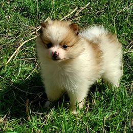 Companion Cross, Papillon, and Pomeranian Puppies from Lovely Ladies and Little Asses Miniature Equines (L3A Pomeranians & Papillons)