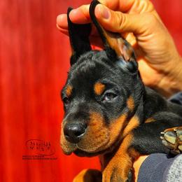 Oliver - Black and rust male Doberman Pinscher puppy in China Township, Michigan from Snell's Superior Kennel Dobermann & GSP