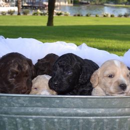 Australian Labradoodle Puppies from South Point Labradoodles
