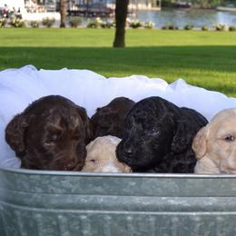 Australian Labradoodle Puppies from South Point Labradoodles