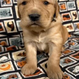 Blue Boy - Dark golden male Golden Retriever puppy in Rockwell, North Carolina from KnL Golden Acres