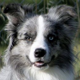 Border Collies from Stargazer Border Collies