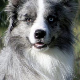 Border Collies from Stargazer Border Collies