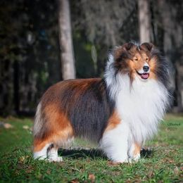 Satori - Shetland Sheepdog