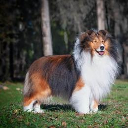 Satori - Shetland Sheepdog
