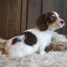 Dachshund Puppies from Dachshund Den