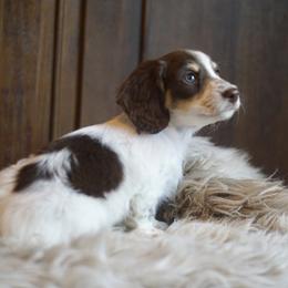 Dachshund Puppies from Dachshund Den