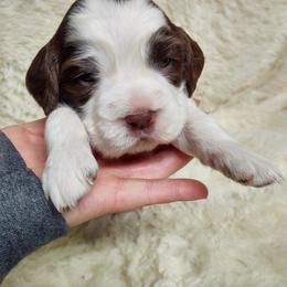 English Springer Spaniel Puppies from Erica Chapman