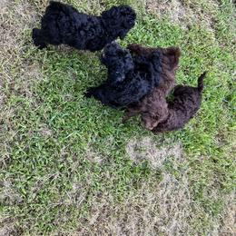 Goldendoodle and Poodle Puppies from Syren House Doodles & Poodles