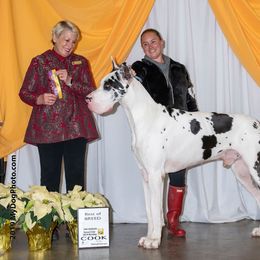 Great Dane All Grown Up from GEM Danes