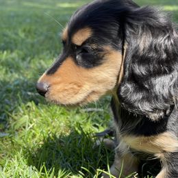 Dachshund Puppies from Willow River Dachshunds