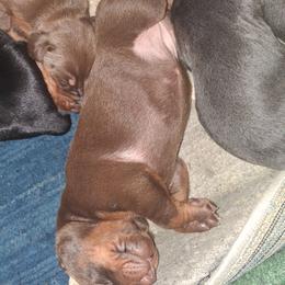 Doberman Pinscher Puppies from Dove's K9 Academy