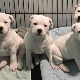 Staffordshire Bull Terrier Puppies from Rockstaff Staffords