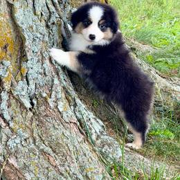 Benny - Black tri male Miniature American Shepherd puppy in Hillsboro, Kentucky from Kidd’s Miniature American Shepherds