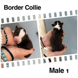 Cinch - Red male Border Collie puppy in North Lakeport, California from Wild Rose Ranch
