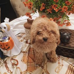 Rusty - male Cavapoochon puppy in Fairmont, West Virginia from Manoka's Honeybee