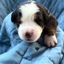 Black puppy - Black rust and white male Bernese Mountain Dog puppy in Blacksburg, Virginia from Blacksburg Berners