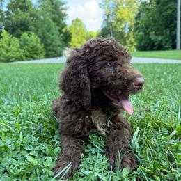 Flash - Chocolate male Labradoodle puppy in Bedford, Indiana from Purple Heart Canines