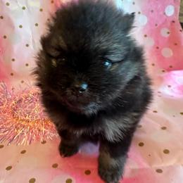Pinket - Wolf sable female Pomeranian puppy in Scio, Oregon from Mac Daddy Poms
