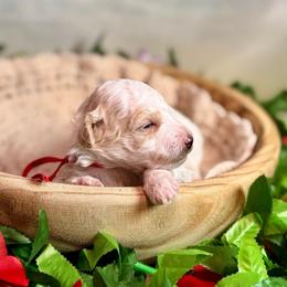 Rip (red) - Parti male Goldendoodle puppy in Haltom City, Texas from Ohana Doodles