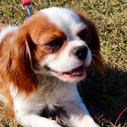 Cavalier King Charles Spaniels from Gulf Coast Cavaliers