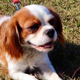 Cavalier King Charles Spaniels from Gulf Coast Cavaliers