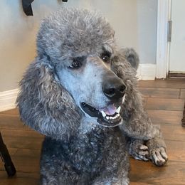 Sam Adams - Poodle
