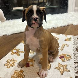 Female 1 - Fawn female Boxer puppy in Prestonsburg, Kentucky from Bre’s Boxers